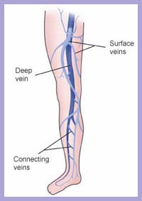 Deep and superficial legs veins