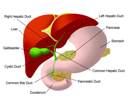 ercp stent